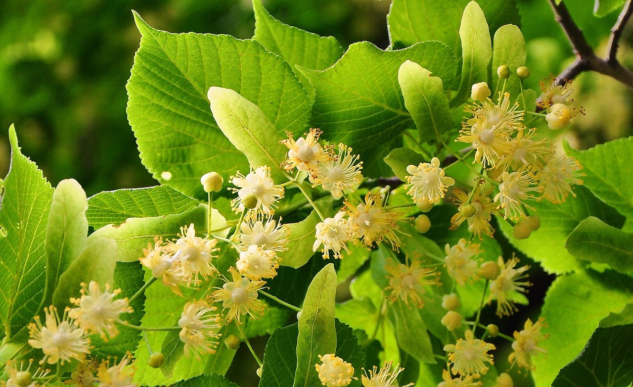entdecken sie die welt der kräuter: informationen zu beliebten und seltenen kräutern, deren verwendung in der küche, tipps zum anbau und gesundheitliche vorteile. perfekt für koch- und gartenliebhaber.